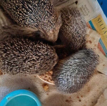 Vier Igel liegen auf einer Decke in einer Auffangstation, neben ihnen stehen zwei Futternäpfe