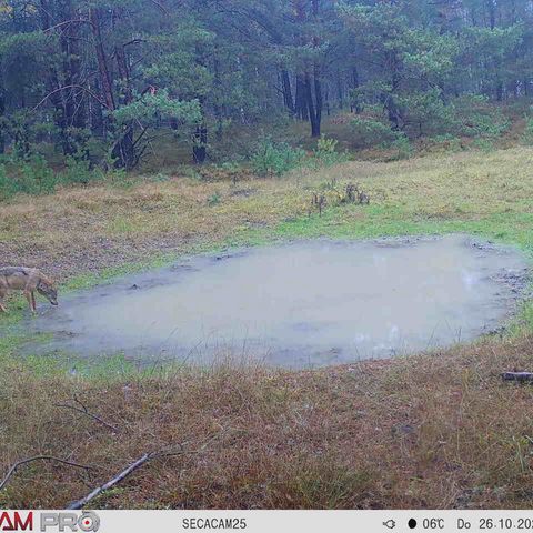 Wolf in Sielmanns Naturlandschaft Kyritz-Ruppiner Heide