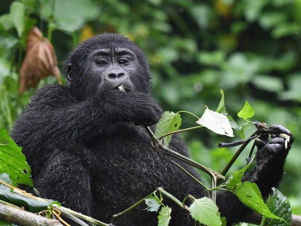 Berggorilla sitzt im Baum und kaut auf einem Stöckchen