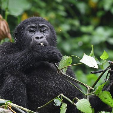 Berggorilla sitzt im Baum und kaut auf einem Stöckchen