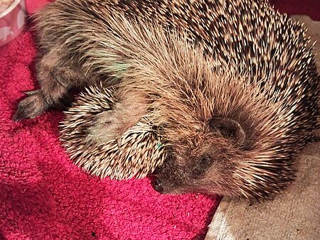 Ein Igel liegt auf einer roten Decke und hält sein Baby mit dem Arm zugedeckt