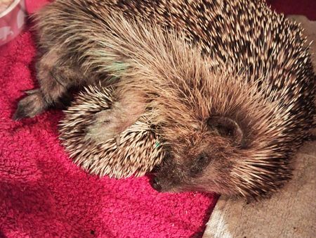 Ein Igel liegt auf einer roten Decke und hält sein Baby mit dem Arm zugedeckt