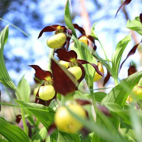 Gelbblühende Frauenschuh Orchidee in der Pupplinger Au 