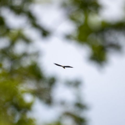 Seeadler kreist über der Döberitzer Heide