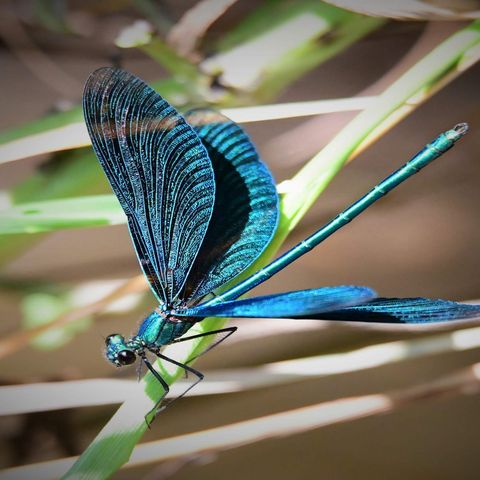 Libelle auf Gräsern am Weiher