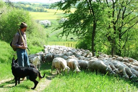 Schäfer mit Hund und Schafherde im Gelände