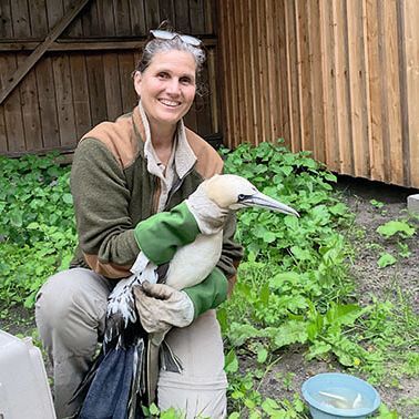 Basstölpel in der Vogelvoliere des Wildpark Eekholt in den Händen einer Tierärztin