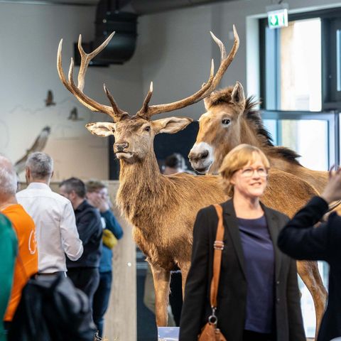 Eine Dame lässt sich vor dem ausgestopften Hirsch und Przewalski-Pferd fotografieren