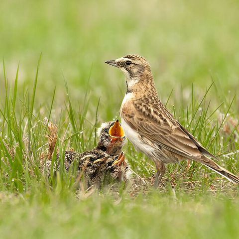Feldlerche mit mehreren Küken auf einer Wiese