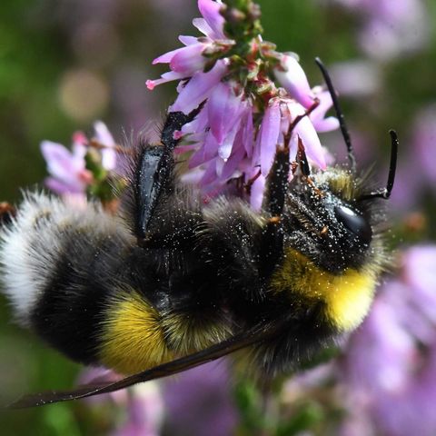 Hummel Bombus Magnus