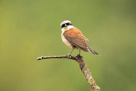 Neuntöter sitzt auf einem Ast und hält Ausschau nach Beute