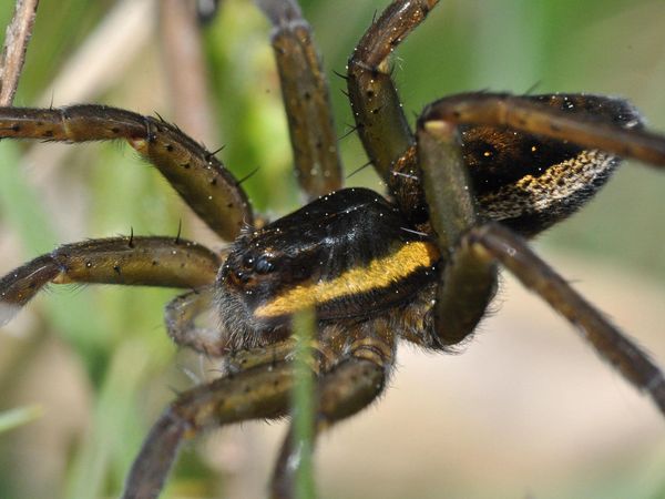 Die Gerandete Jagdspinne lebt in strukturreichen Feuchtgebieten, so auch im Ferbitzer Bruch. Es ist unsere größte einheimische Spinne. Sie gilt in Brandenburg als gefährdet (Rote Liste 3) und steht in Deutschland auf der Vorwarnliste.