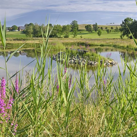 Weiher umrandet von blühenden Gräsern, im Hintergrund leichte Hügel