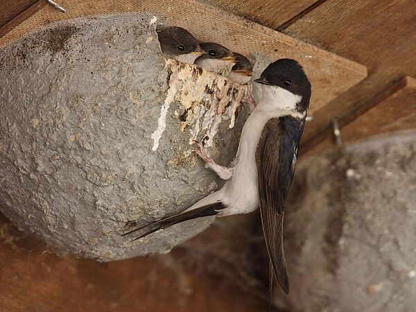 Eine Mehlschwalbe füttert Jungtiere in einer künstlichen Nisthilfe