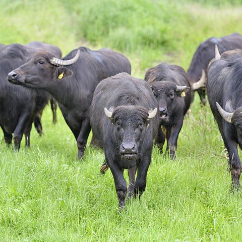 Mehrere Wasserbüffel stehen auf einer hoch gewachsenen grünen Wiese. Die vorderen Tiere laufen auf die Kamera zu.