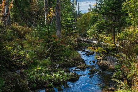 Ein wilder Gebirgsbach im Nationapark Bayerischer Wald