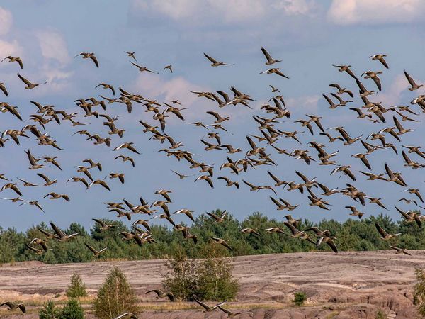 Hunderte Graugänse fliegen über den Schlabendorfer See.