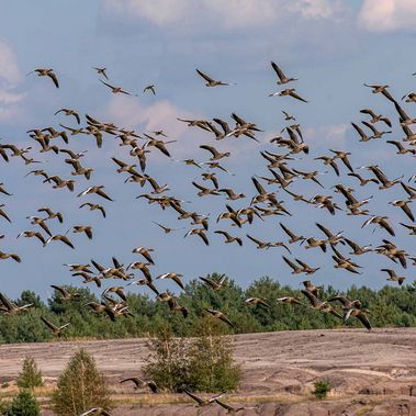Hunderte Graugänse fliegen über den Schlabendorfer See.