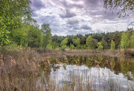 Bergen-Weißacker-Moor, Mai 2020