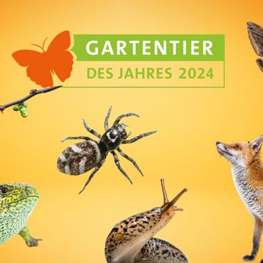 Grafik mit den Kanditaten der Wahl zum Gartentier des Jahres 2024