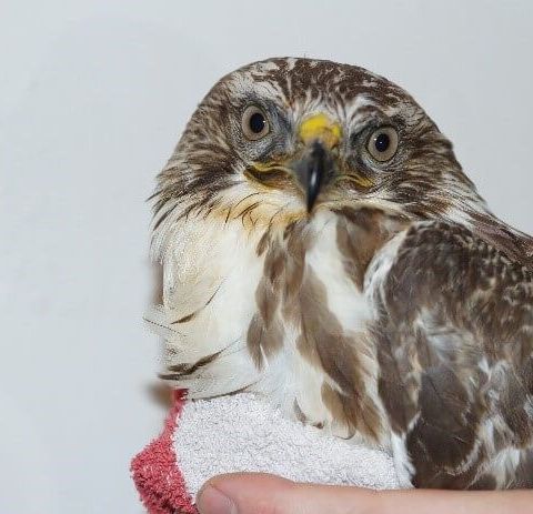 Vogel in der Obhut eines Tierpflegers in einer Wildvogelhilfe Station 