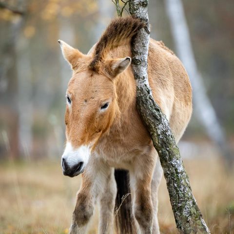 Ein Przewalski-Pferd schubbert sich an einem Birkenstamm
