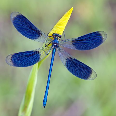 Gebänderte Prachtlibelle