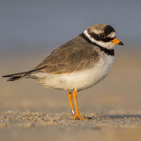 Sandregenpfeifer steht auf Sand