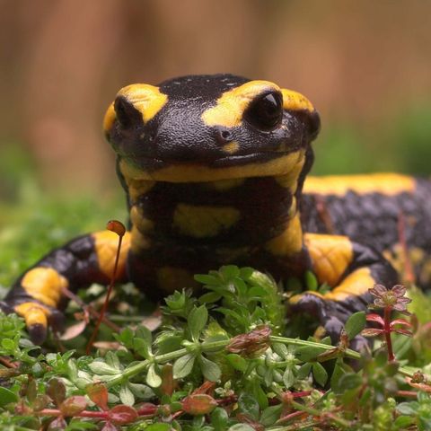 Feuersalamander auf Waldboden