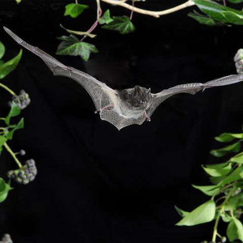 Mopsfledermaus gleitet durch die Nacht