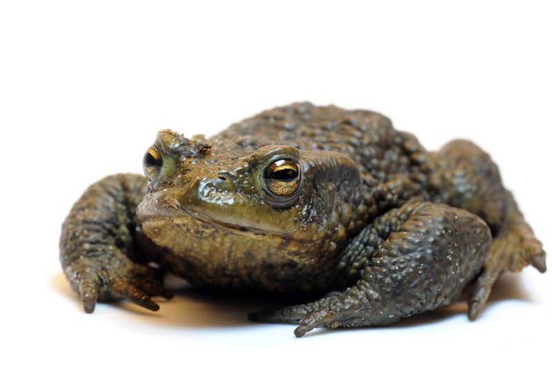 Kröte 