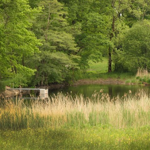 Schlauchenweiher im Biotopverbund Ravensburg mit einem Steg in den Weiher