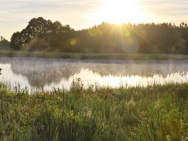 Bereits im August 2020 hat sich die Natur am Heinz-Sielmann-Weiher im Ruhestetter Ried große Flächen zurückerobert.