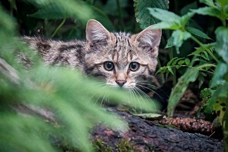 Wildkatze schaut durch Blätter direkt in die Kamera