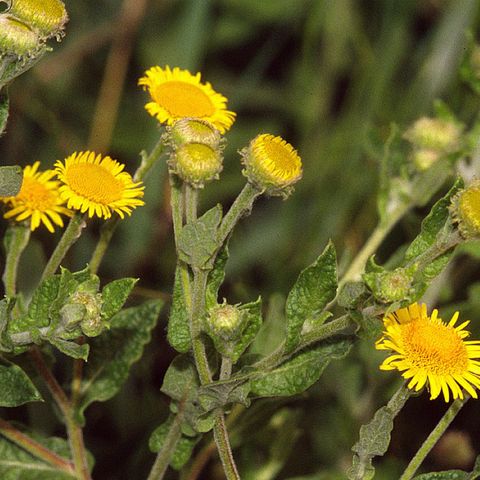 Widlblumen mit gelben Blühten