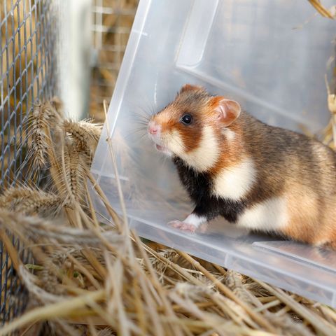 Feldhamster sitzt in Plastikbox, welche so gekippt wird, dass der Hamster darauf hüpfen kann