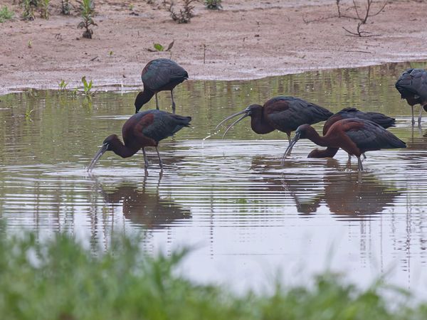 Gruppe von Vögeln im Flachwasser.