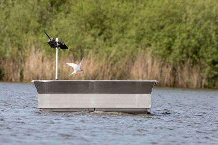 Brutinseln für Flussseeschwalben in Groß Schauener Seen Eine Flussseeschwalbe fliegt über einer künstlich angelegten Brutinsel in Groß Schauener Seen