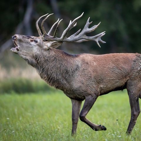 Röhrender Rothirsch in Sielmanns Naturlandschaft Döberitzer Heide