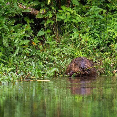 Biber im Wasser