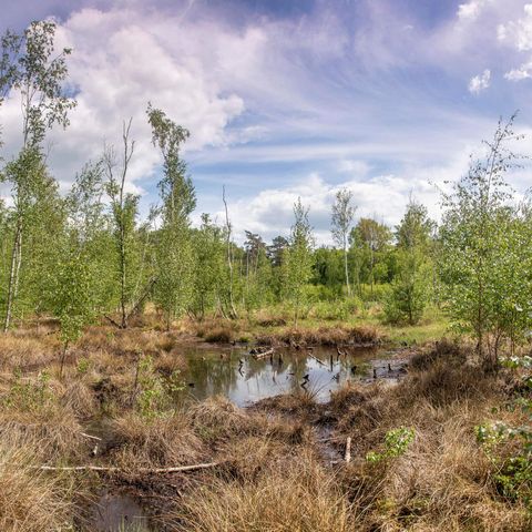 Grünswalder Moor, Mai 2020