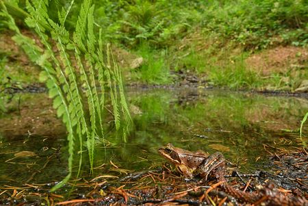 Moorfrosch in einem Biotop 