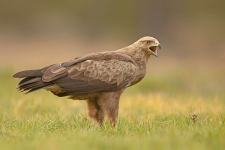 Schreiadler steht auf einer Wiese