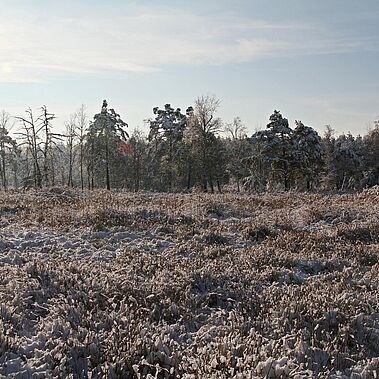 Moor im Winter mit Schnee
