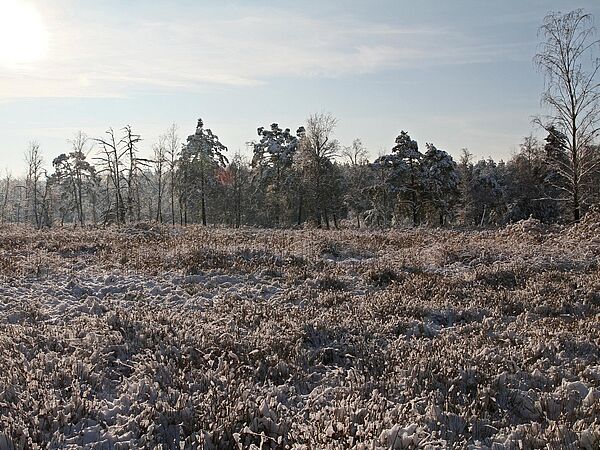 Moor im Winter mit Schnee