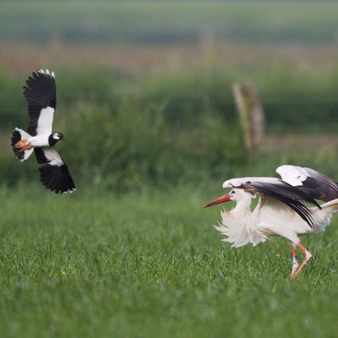Kiebitz und Storch auf Wiese