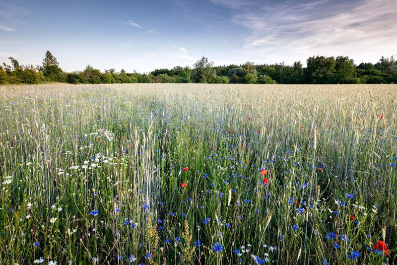 Sommer in der Döberitzer Heide