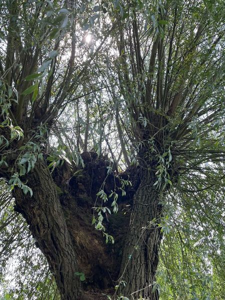 Kopfbaum mit typischer Baumhöhlen- und Mulmbildung
