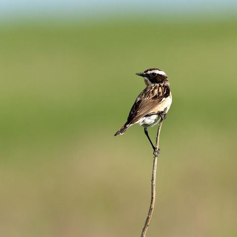 Braunkehlchen auf einer Sitzwarte