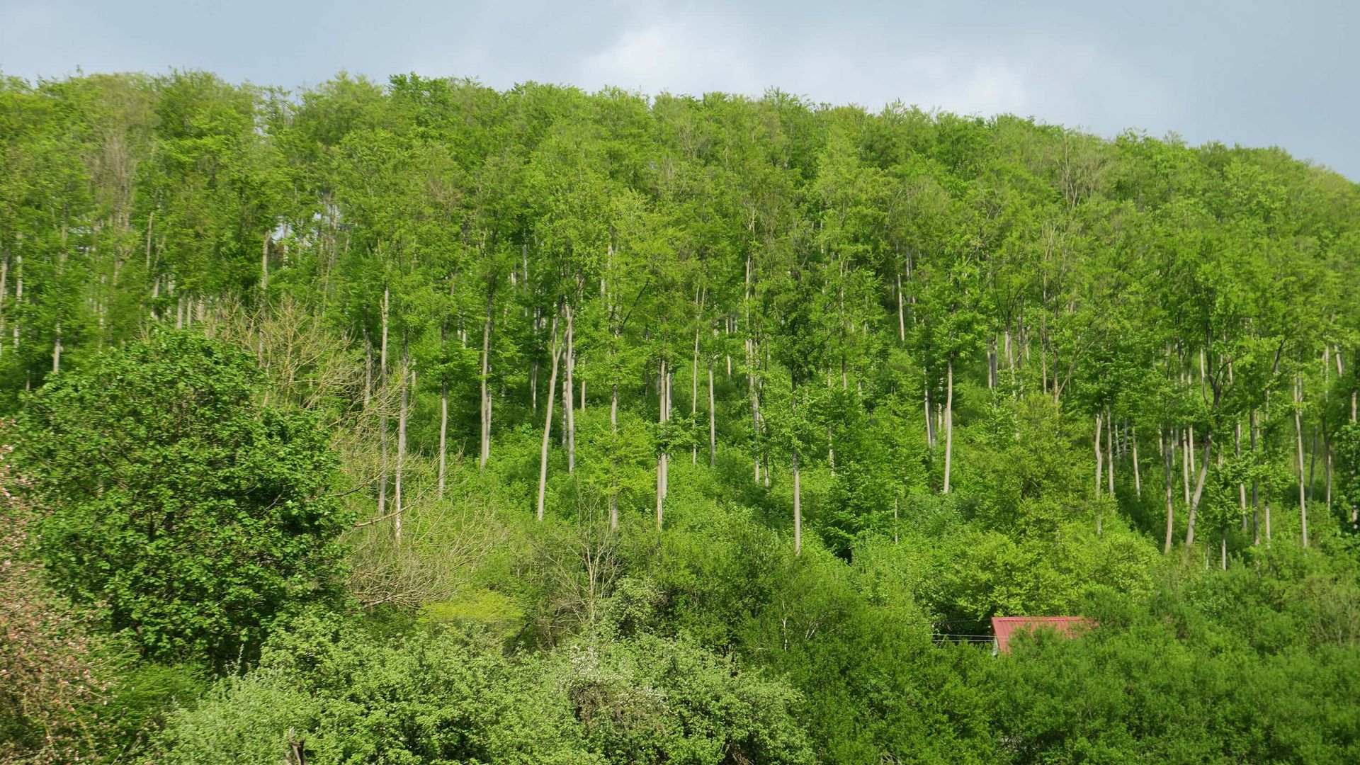 Wald in Weißenstein